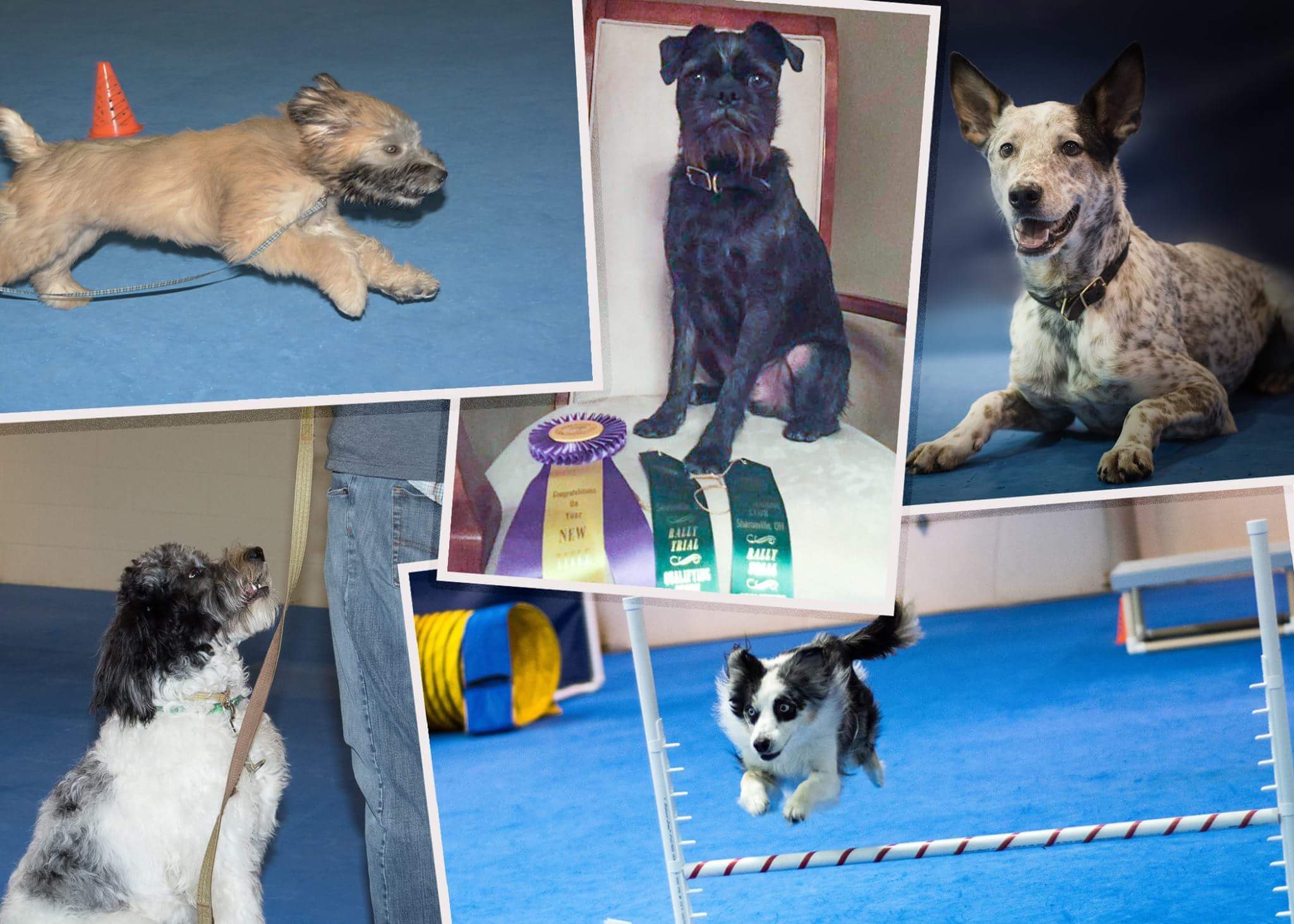 Dog Day Care, Boarding and Training at LexPets LexPets